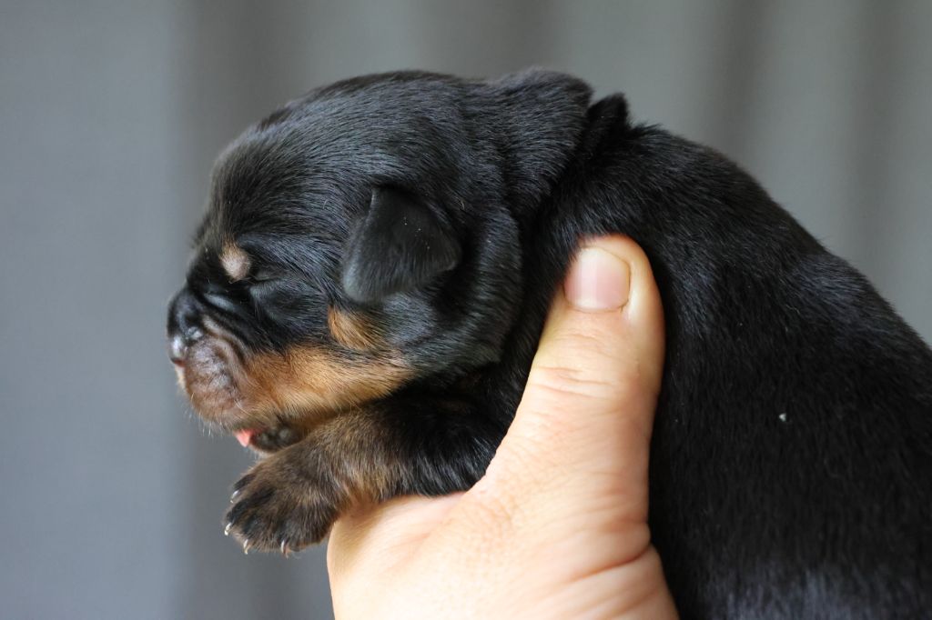 House Of Warrior - Chiots disponibles - Rottweiler